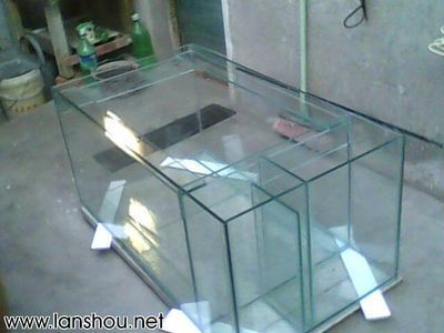 龍魚缸寬50cm行不行：龍魚缸寬50cm是否適合養殖龍魚