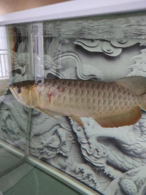 龍魚撞缸的原因有哪些癥狀圖片大全