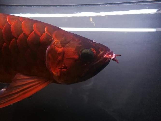 龍魚撞缸的原因有哪些癥狀圖片大全