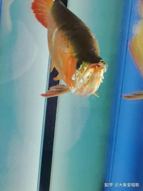 龍魚撞缸的原因有哪些癥狀圖片大全