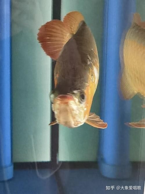 龍魚撞缸的原因有哪些癥狀圖片大全