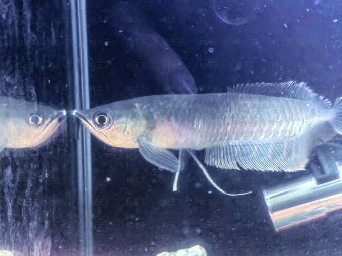龍魚撞缸的原因有哪些癥狀圖片大全