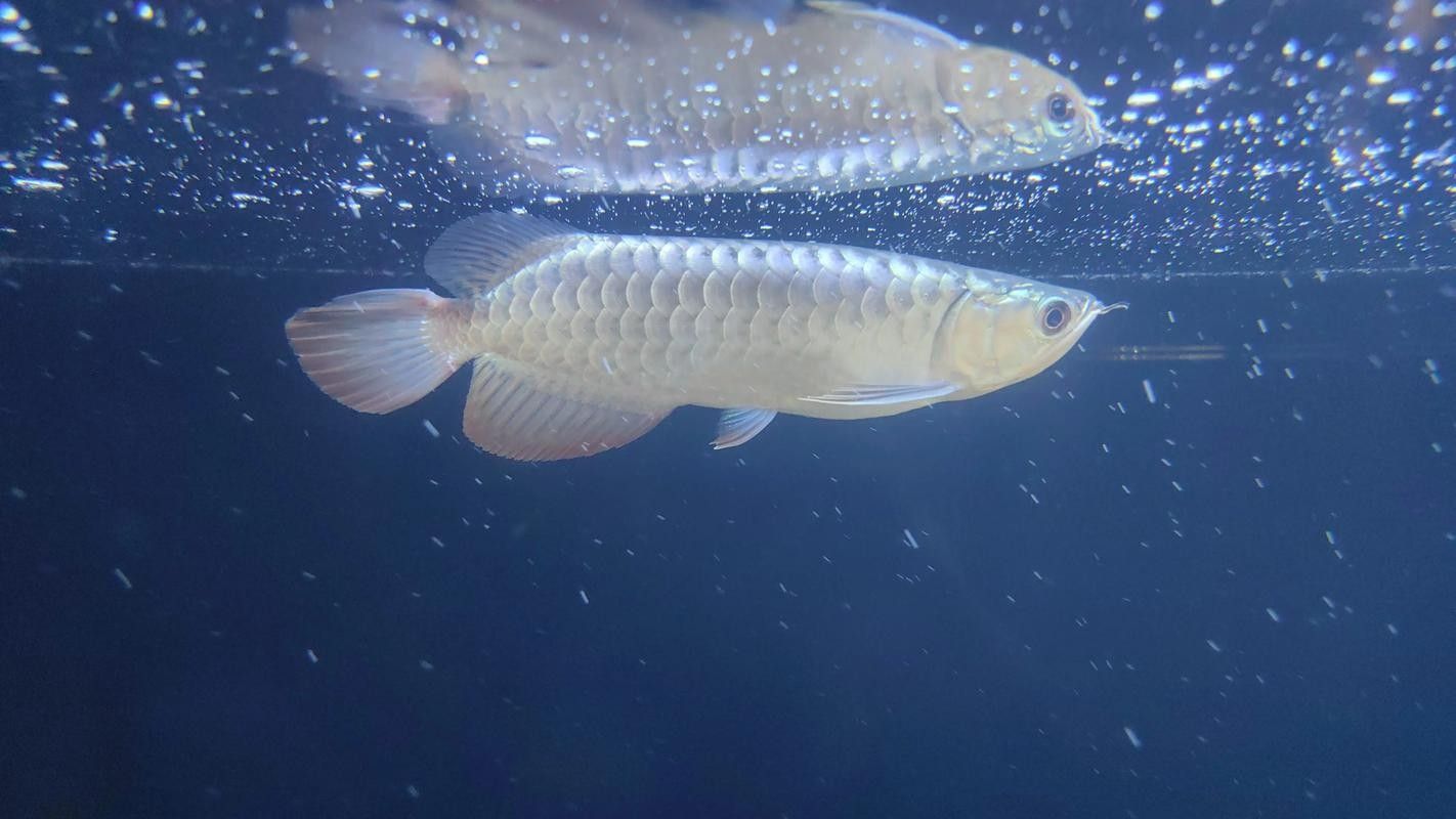 龍魚撞缸的原因有哪些癥狀圖片大全