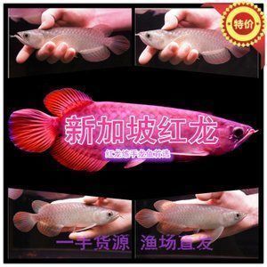 紅龍魚視頻高清動態壁紙下載安裝免費（紅龍魚視頻高清動態壁紙下載安裝免費版）