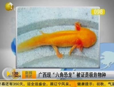 六角恐龍魚尾巴裂開出血：六角恐龍魚尾巴爛了怎么辦