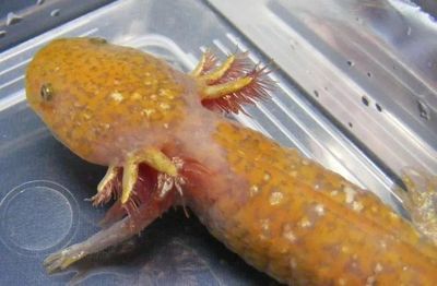六角恐龍魚尾巴裂開出血：六角恐龍魚尾巴爛了怎么辦