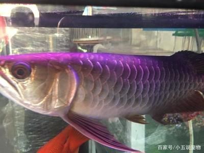 龍魚高背和B過背的區別：高背和b過背龍魚的區別,