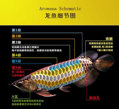 龍魚高背和B過背的區別：高背和b過背龍魚的區別,