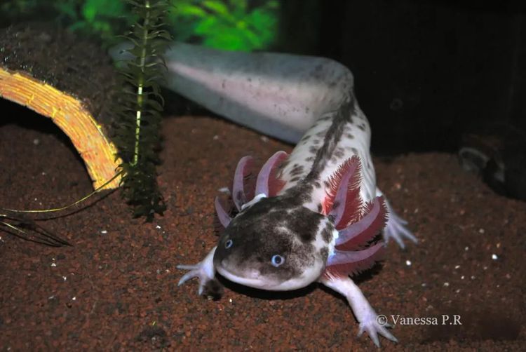 恐龍魚 大全：恐龍魚品種介紹