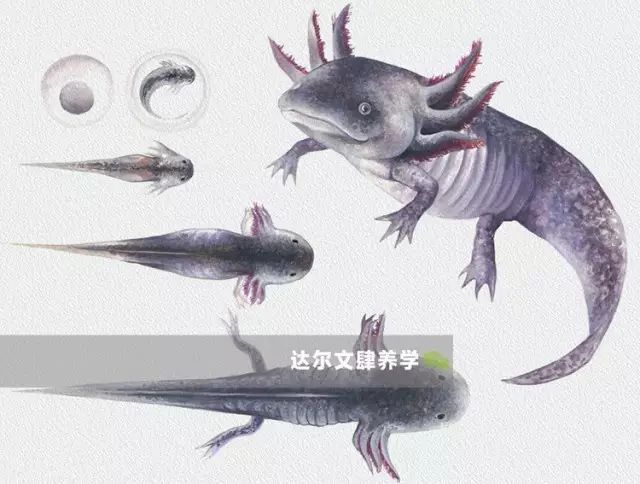 恐龍魚 大全：恐龍魚品種介紹