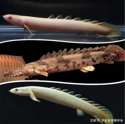 恐龍魚 大全：恐龍魚品種介紹
