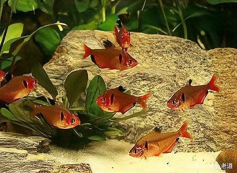1米魚缸可以養銀龍魚嗎
