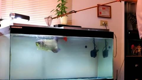 1米魚缸養金龍魚（1米的魚缸適合養幾條金龍魚）