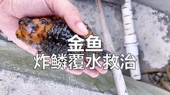 如何判斷金魚炸鱗病的嚴(yán)重程度？