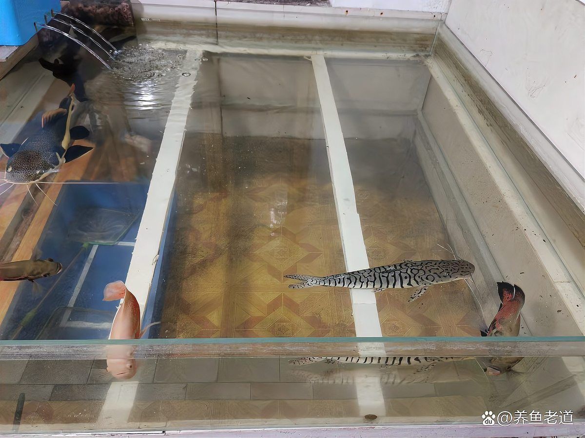 如何判斷金魚炸鱗病的嚴(yán)重程度？