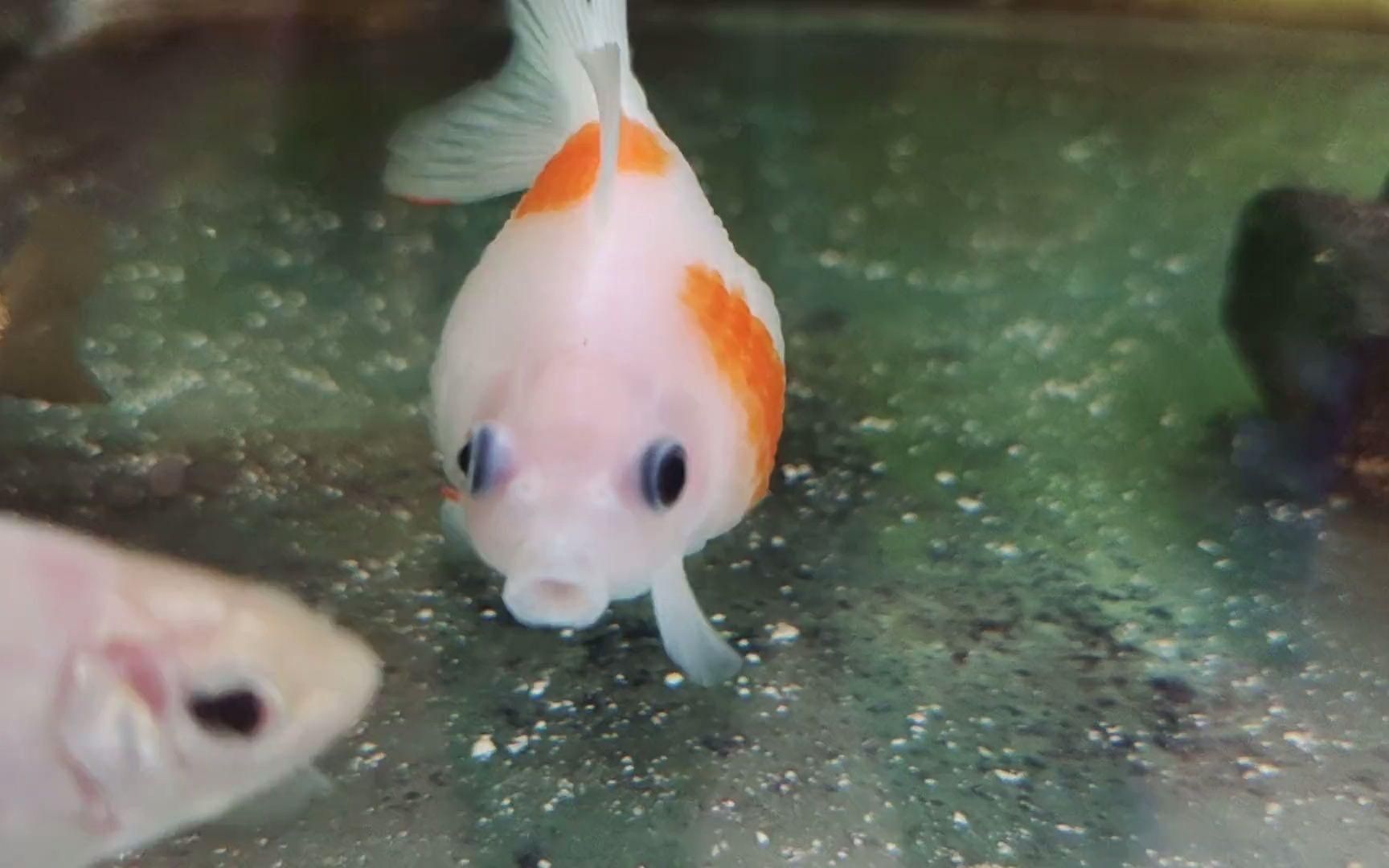 如何判斷金魚炸鱗病的嚴(yán)重程度？