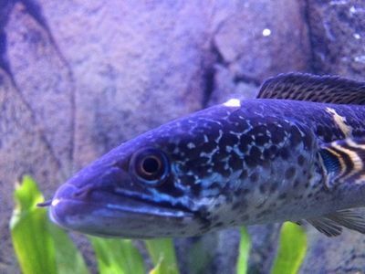 眼鏡蛇雷龍魚水溫多少合適：眼鏡蛇雷龍魚水質(zhì)管理方法分享,雷龍魚水質(zhì)管理方法 眼鏡蛇雷龍魚水溫多少合適：眼鏡蛇雷龍魚水質(zhì)管理方法分享,雷龍魚水質(zhì)管理方法 龍魚百科 第1張