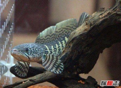 眼鏡蛇雷龍魚水溫多少合適：眼鏡蛇雷龍魚水質(zhì)管理方法分享,雷龍魚水質(zhì)管理方法 眼鏡蛇雷龍魚水溫多少合適：眼鏡蛇雷龍魚水質(zhì)管理方法分享,雷龍魚水質(zhì)管理方法 龍魚百科 第4張