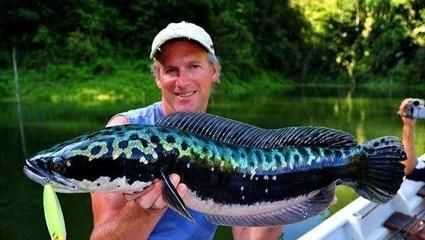 眼鏡蛇雷龍魚水溫多少合適：眼鏡蛇雷龍魚水質(zhì)管理方法分享,雷龍魚水質(zhì)管理方法 眼鏡蛇雷龍魚水溫多少合適：眼鏡蛇雷龍魚水質(zhì)管理方法分享,雷龍魚水質(zhì)管理方法 龍魚百科 第5張