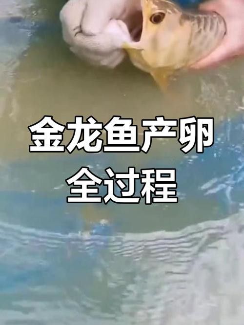 金龍魚幼崽吃什么食物最好？