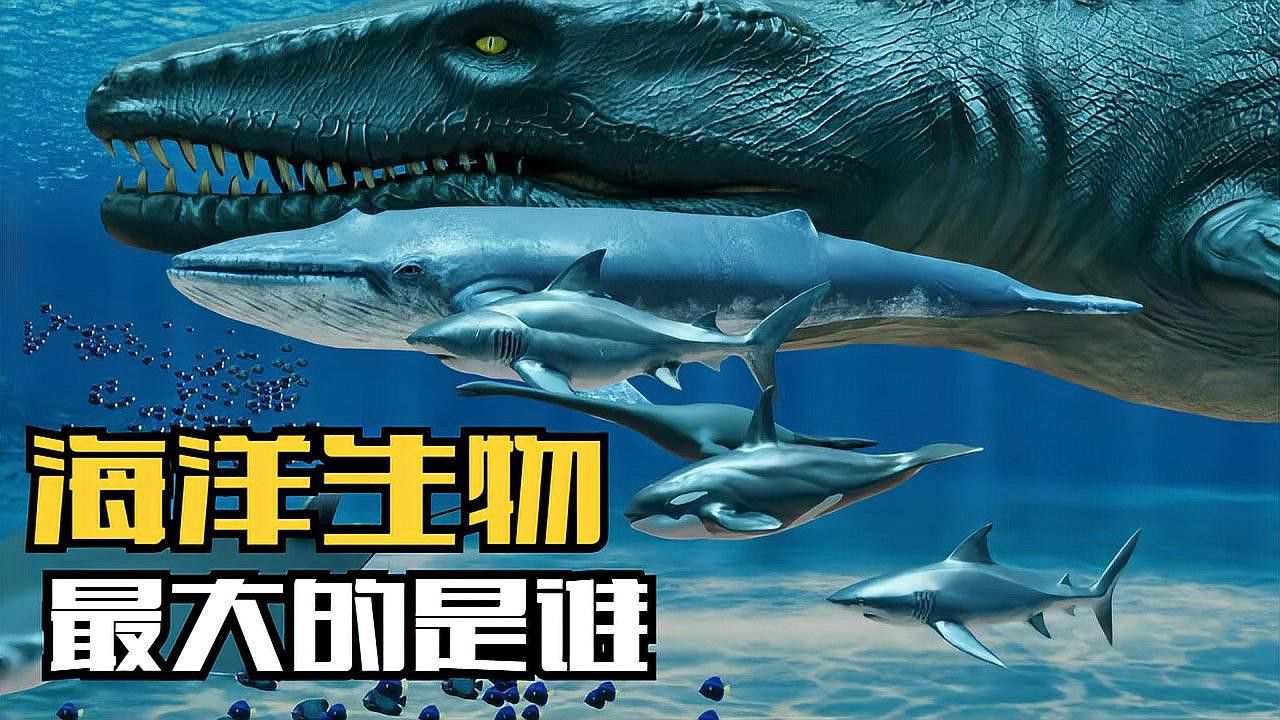 金龍魚幼崽吃什么食物最好？
