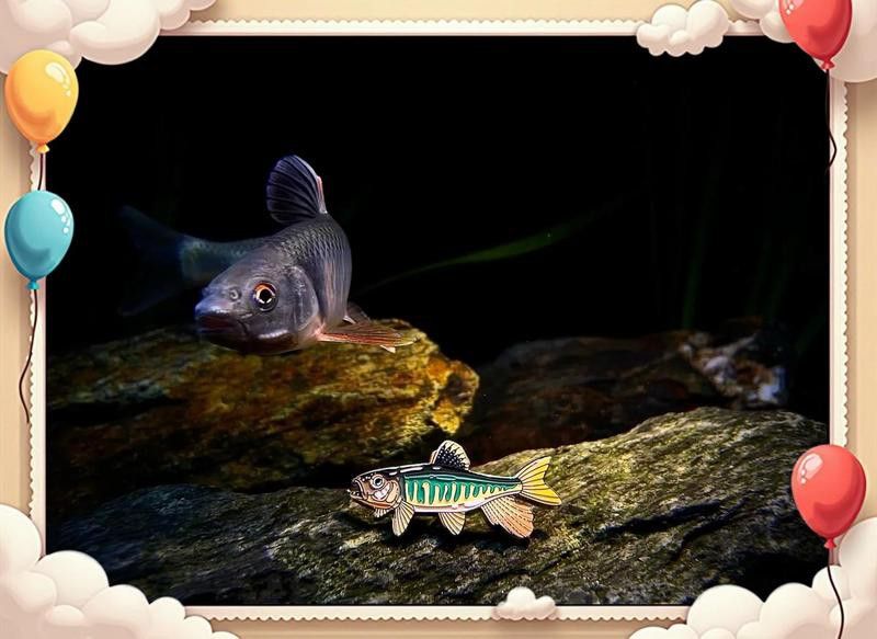 如何設置手機或相機拍攝金龍魚苗？ 如何設置手機或相機拍攝金龍魚苗？ 龍魚百科 第4張