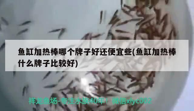 魚缸加熱棒哪個牌子好還便宜些(魚缸加熱棒什么牌子比較好)