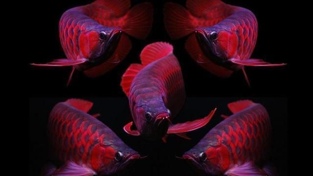 龍魚的種類排行圖：龍魚的種類排行圖如何辨別龍魚健康狀況龍魚健康狀況