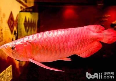 喂養龍魚的活食種類及殺菌消毒方法：龍魚為什么那么昂貴？