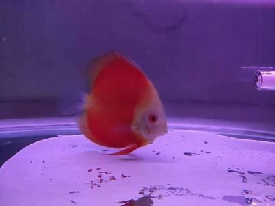 七彩龍魚多少錢一條（七彩龍魚價(jià)格因其品種、大小、色澤和品相等因素有所差異）