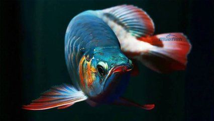 七彩龍魚多少錢一條（七彩龍魚價(jià)格因其品種、大小、色澤和品相等因素有所差異）
