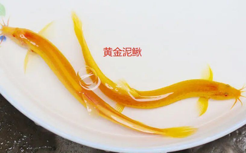 金色泥鰍寓意和象征