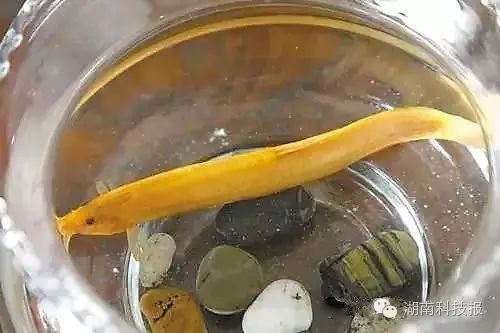 金色泥鰍寓意和象征