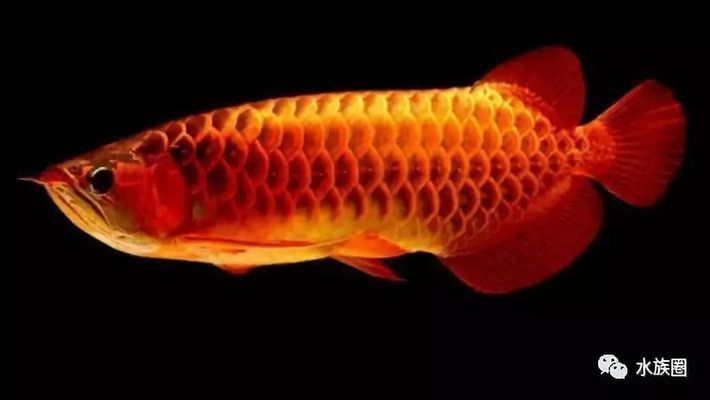 恐龍王魚繁殖期水質管理：恐龍王魚繁殖期飼料選擇指南