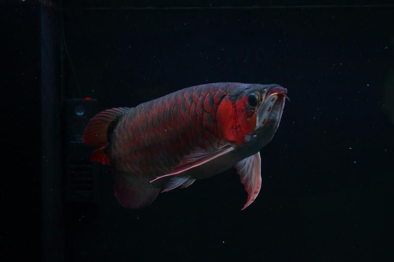 紅龍魚(yú)原產(chǎn)地水質(zhì)如何