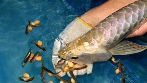 懷孕夢(mèng)見金龍魚是什么意思：懷孕夢(mèng)到金龍魚可能有多種寓意，孕媽要注意營(yíng)養(yǎng)供給