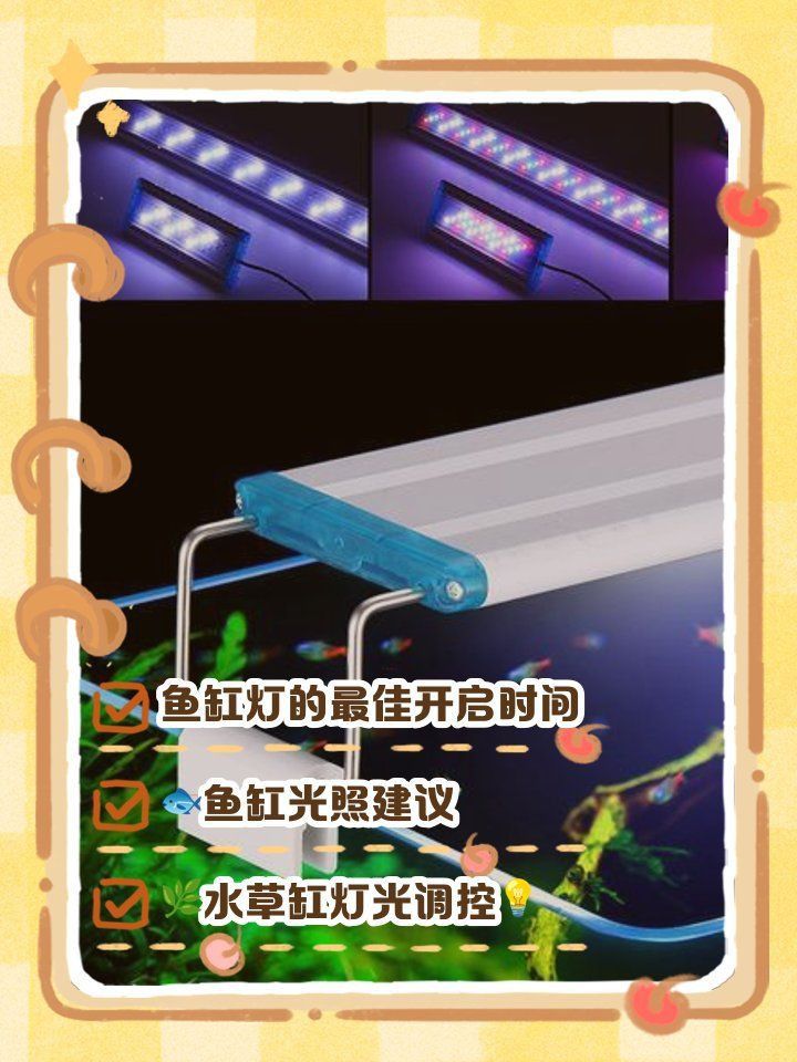 羅漢魚開燈最佳時間