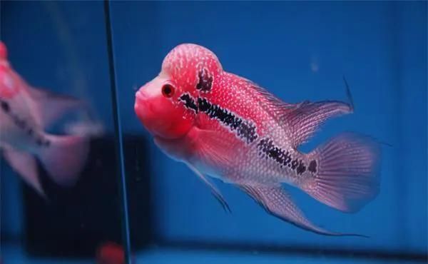 羅漢魚開燈最佳時間
