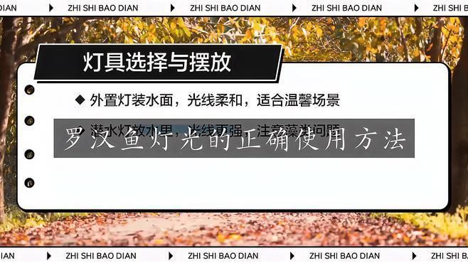 羅漢魚開燈最佳時間