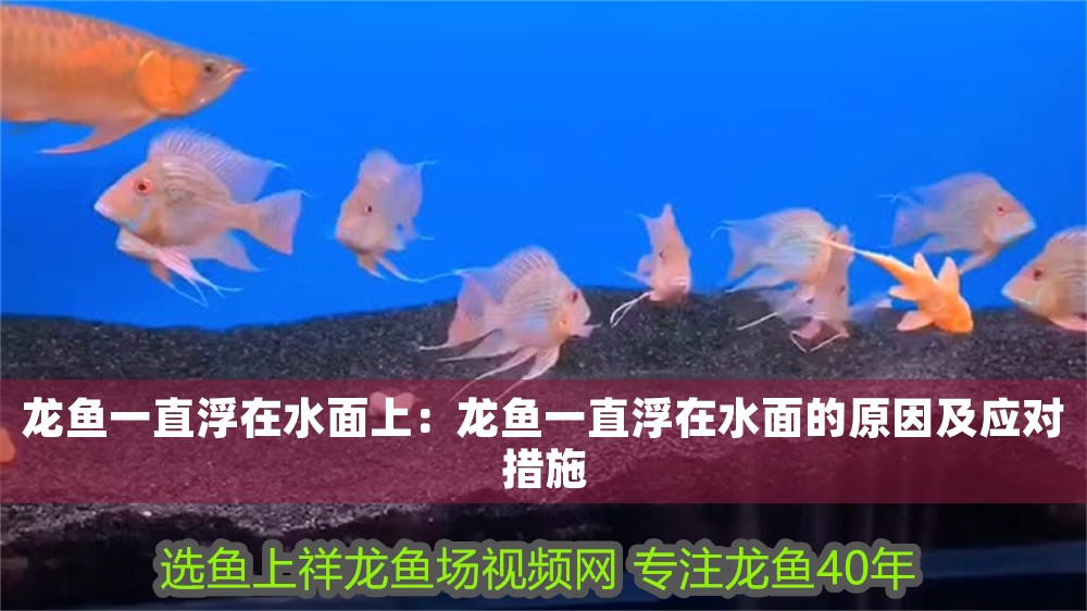 龍魚一直浮在水面上：龍魚一直浮在水面的原因及應對措施