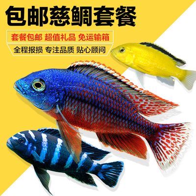 為什么龍魚禁止放生：龍魚為什么禁止放生？