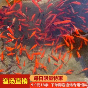 為什么龍魚禁止放生：龍魚為什么禁止放生？