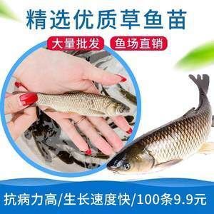 為什么龍魚禁止放生：龍魚為什么禁止放生？