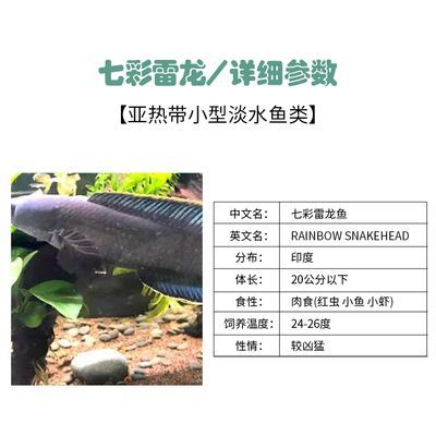 你知道龍魚(yú)為什么只養(yǎng)一條嘛英文怎么說(shuō)：你知道龍魚(yú)為什么只養(yǎng)一條嗎?