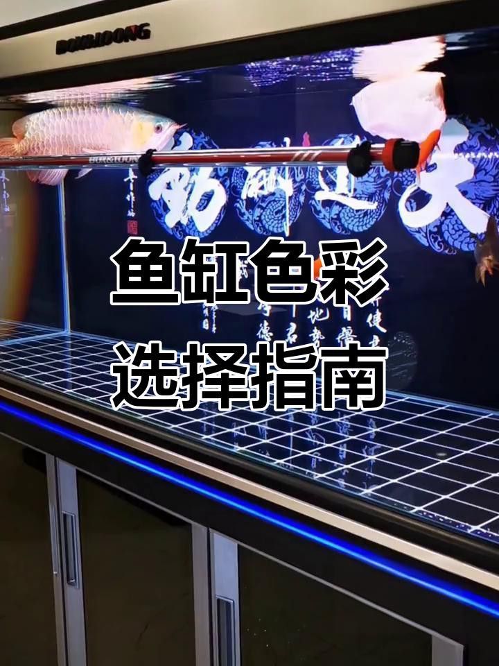 金龍魚缸背景有哪些推薦的顏色？
