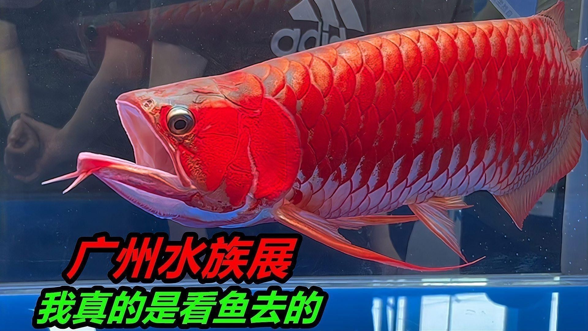 紅龍魚壁紙哪個品牌口碑最好？