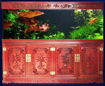 龍魚缸造景養七彩：七彩神仙魚缸造景養七彩神仙魚缸造景擺件應該注意什么