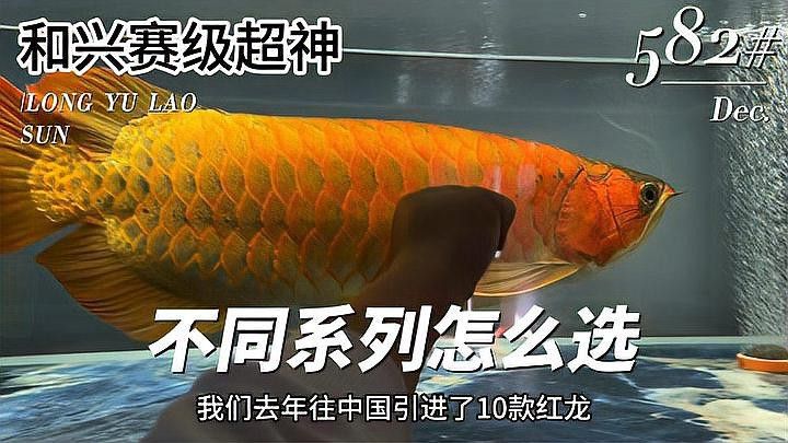 紅龍魚哪個牌子好