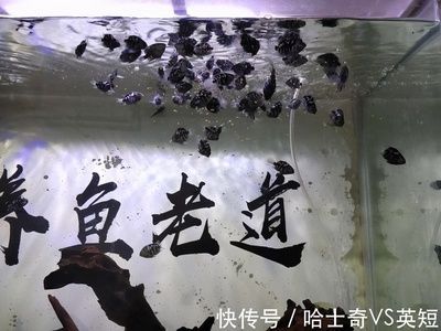 紅寶石魚和曼龍魚可以一起養(yǎng)嗎（曼龍魚和紅寶石魚混養(yǎng)的注意事項）