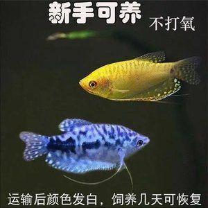 紅寶石魚和曼龍魚可以一起養(yǎng)嗎（曼龍魚和紅寶石魚混養(yǎng)的注意事項）